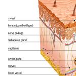 Структура и функции кожи