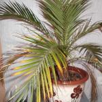 Miks koduse palmipuu lehed kuivavad?Palm hakkas kuivama, mida teha?