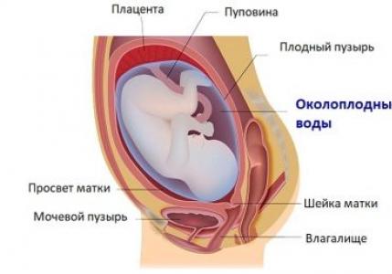 Lichidul amniotic sau lichidul amniotic